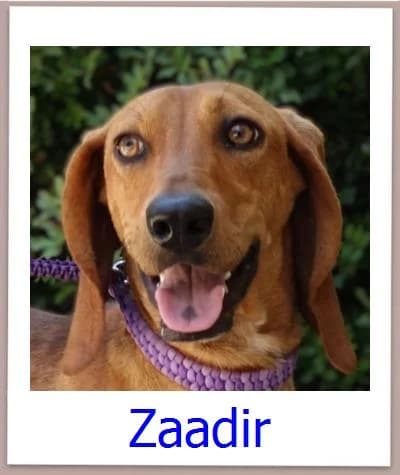 Zaadir, Mixed Breed for adoption at Zypernpfoten in Not e.V.