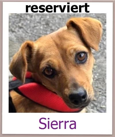 Sierra, Mixed Breed for adoption at Zypernpfoten in Not e.V.