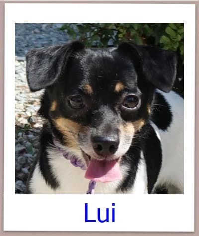 Lui, Mixed Breed for adoption at Zypernpfoten in Not e.V.