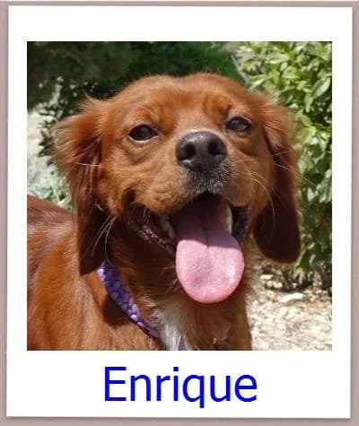 Enrique, Mixed Breed for adoption at Zypernpfoten in Not e.V.