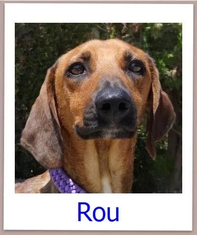 Rou, Mixed Breed for adoption at Zypernpfoten in Not e.V.