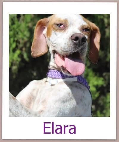 Elara, Mixed Breed for adoption at Zypernpfoten in Not e.V.