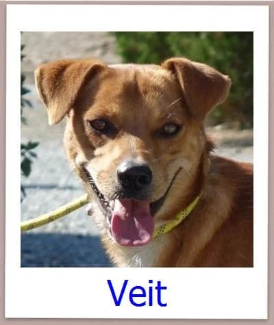 Veit, Mixed Breed for adoption at Zypernpfoten in Not e.V.