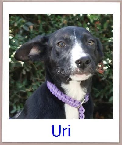 Uri, Mixed Breed for adoption at Zypernpfoten in Not e.V.