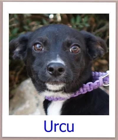 Urcu, Mixed Breed for adoption at Zypernpfoten in Not e.V.