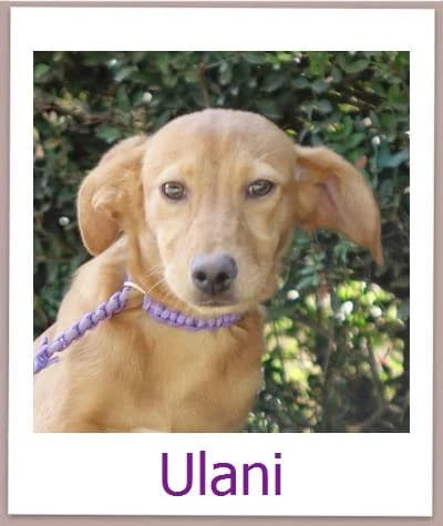 Ulani, Mixed Breed for adoption at Zypernpfoten in Not e.V.