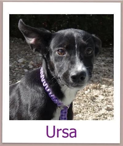 Ursa, Mixed Breed for adoption at Zypernpfoten in Not e.V.