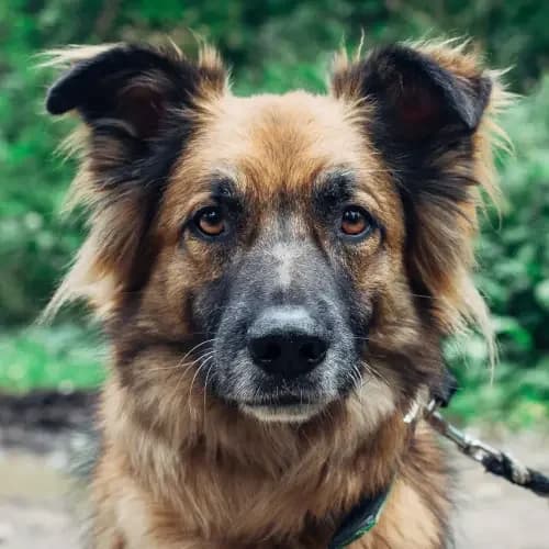 Digger, male senior mixed breed for adoption at Tierheim Köln, Cologne