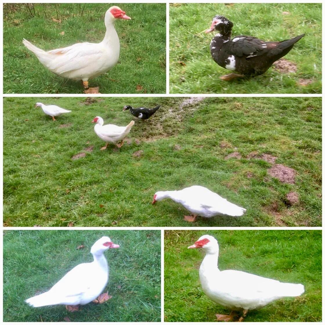 Ernst-August, Gustel, Elvira und Elfriede, Mixed Breed for adoption at Tierheim Paderborn, Paderborn