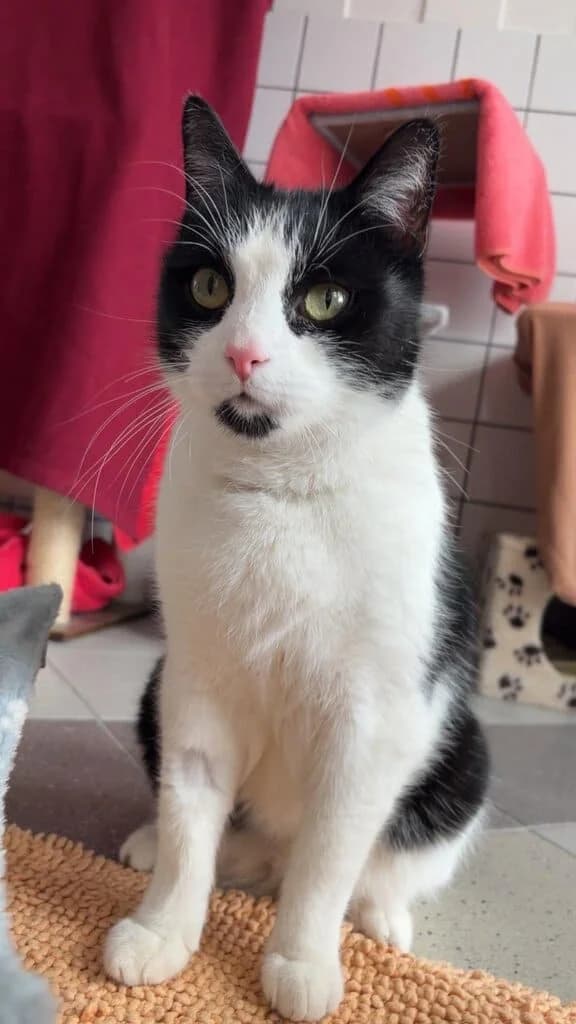 Fritz, senior Mixed Breed Cat for adoption at Tierheim Siegen, Siegen