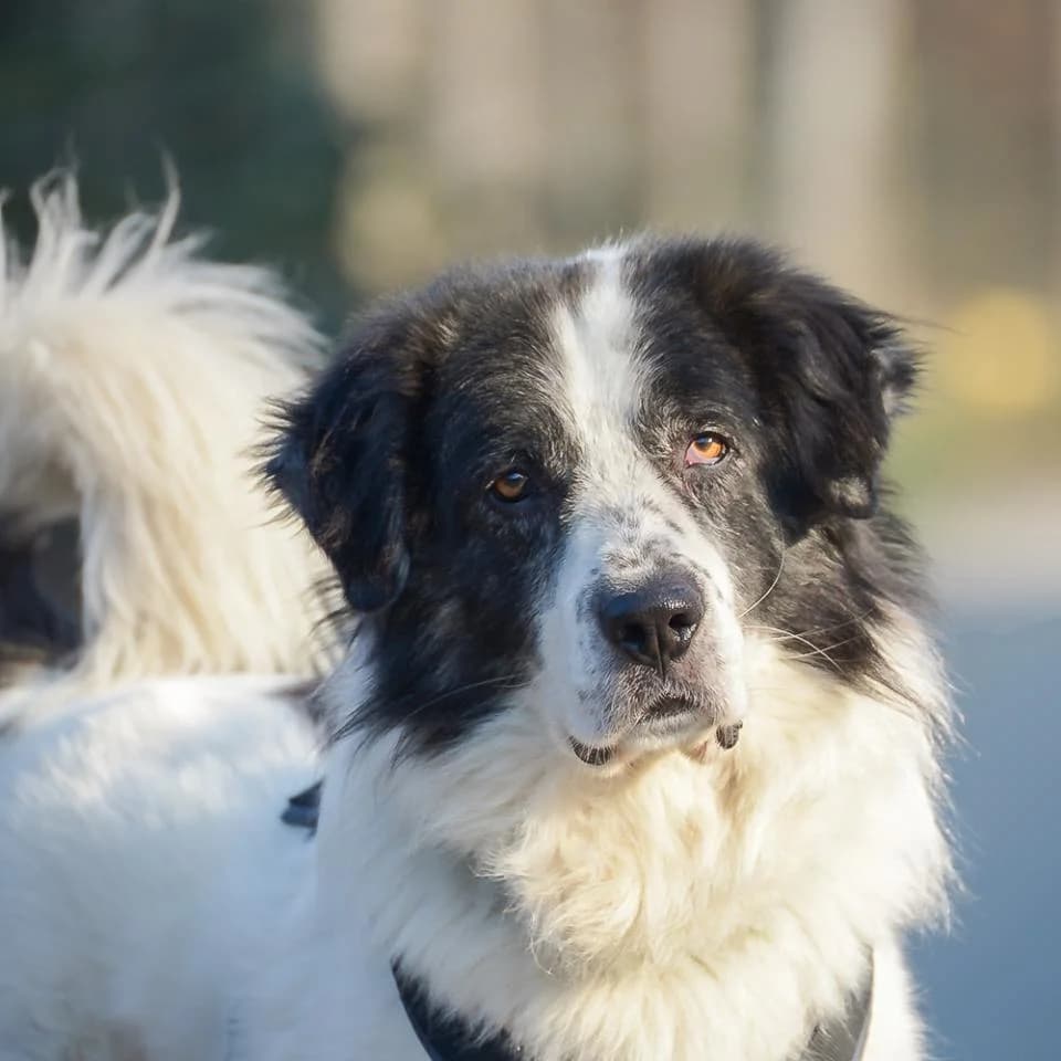 Ilko, male German Shepherd for adoption at Tierheim Essen, Essen