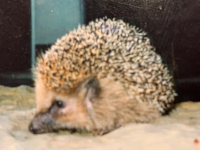 Igel FREDDY, puppy Mixed Breed for adoption at Tierschutzverein Wolfsburg