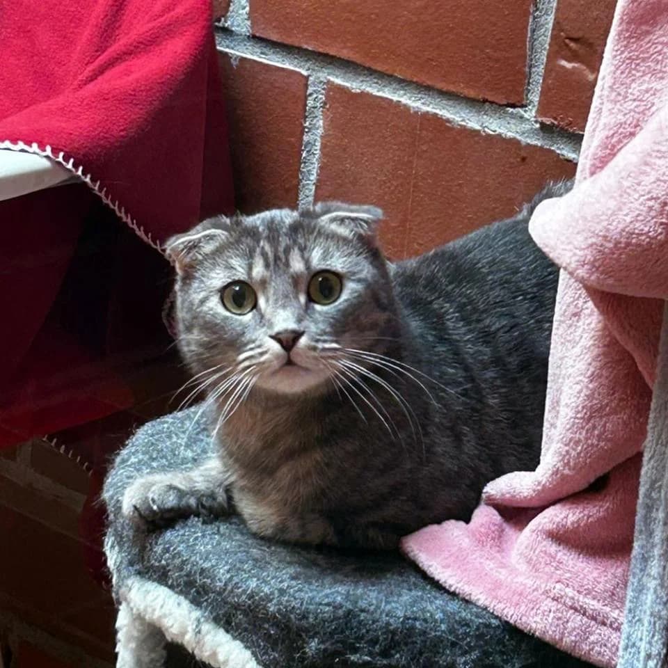 Princess&Fibi, female Scottish Fold for adoption at Tierheim Essen, Essen