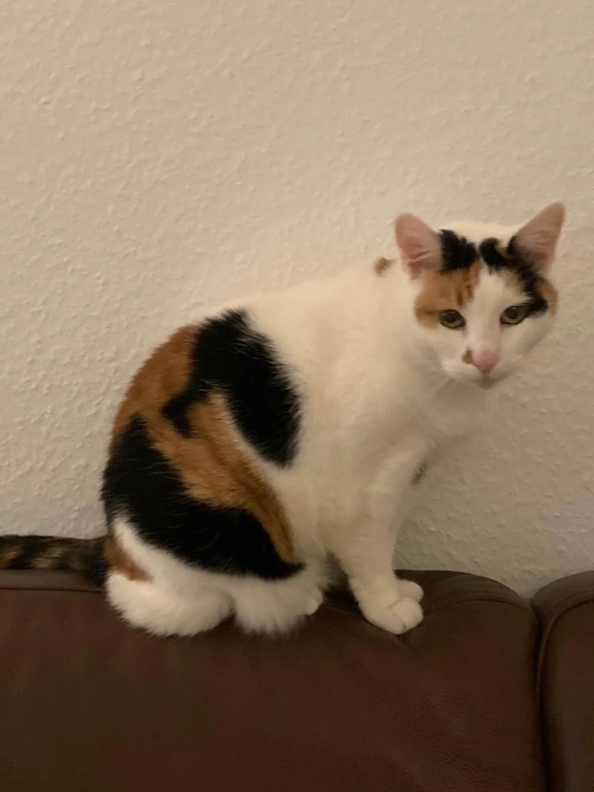 Katzengeschwister suchen ein Zuhause