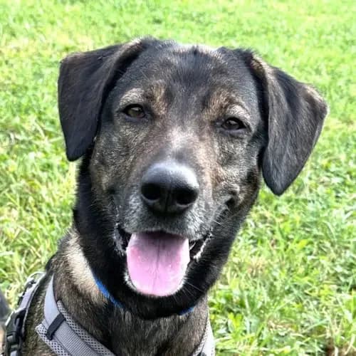 Klaas (im bmt-Tierheim Eifelhof)