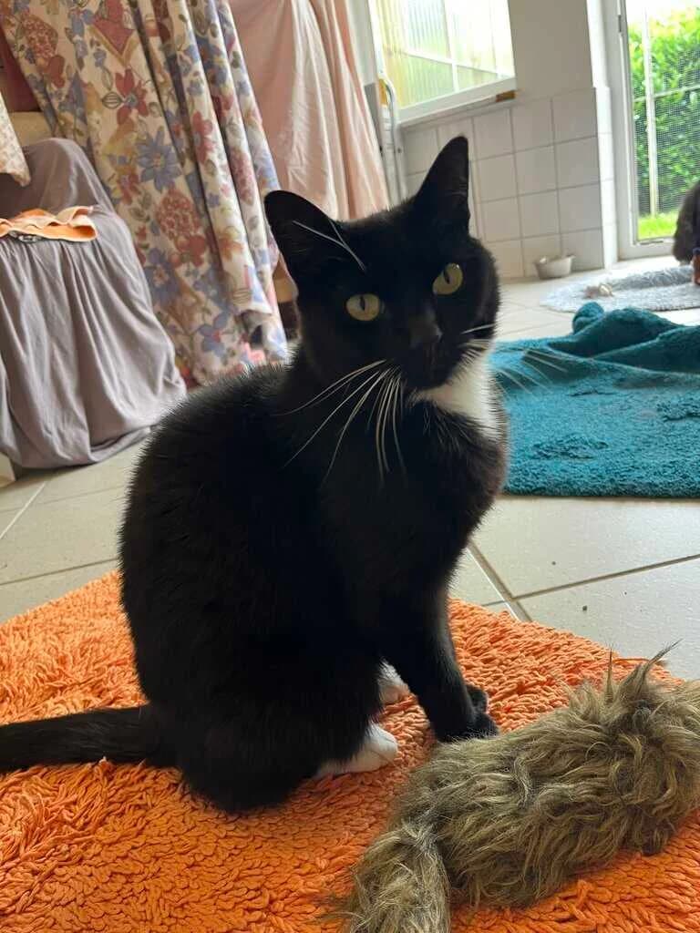 Livi, 4yo Mixed Breed Cat for adoption at Tierheim Siegen, Siegen