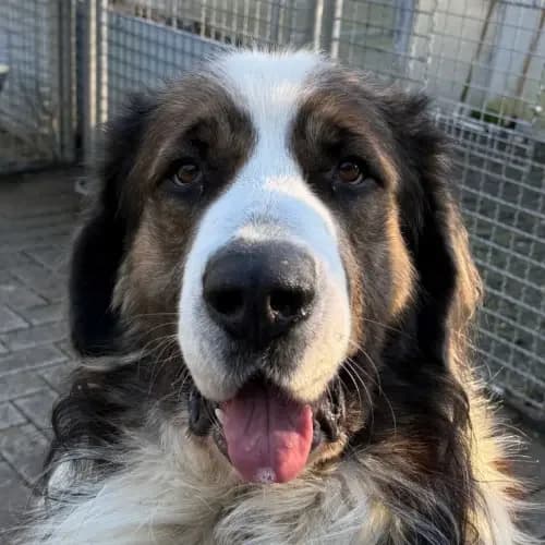 Lolek (reserviert), male mixed breed for adoption at Tierheim Köln, Cologne
