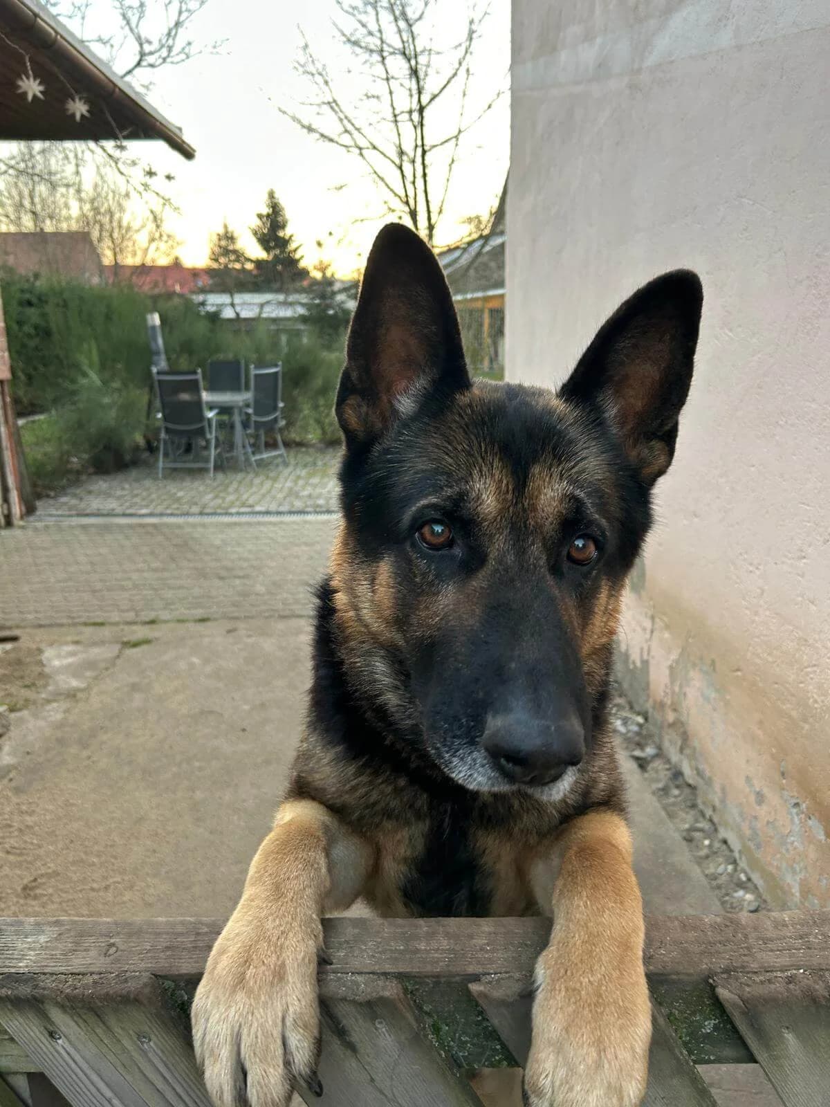 Moritz sucht sehr dringend ein neues Zuhause