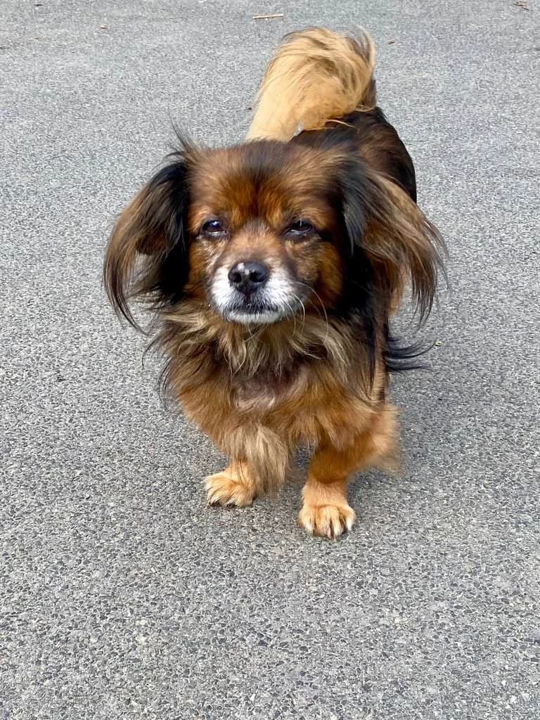 Paco, male senior Mixed Breed for adoption at Tierheim Siegen, Siegen