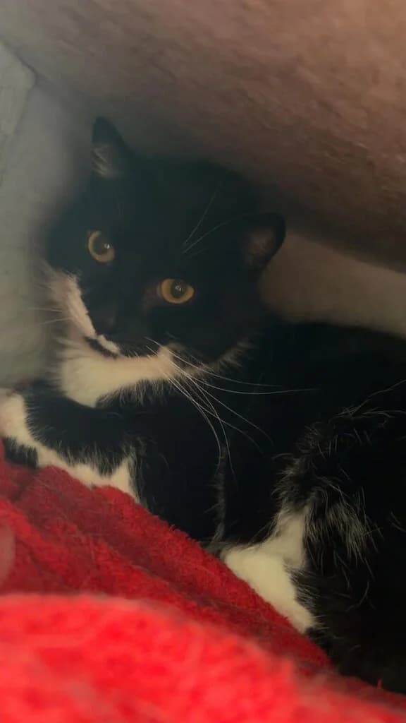 Pommes, senior Mixed Breed Cat for adoption at Tierheim Siegen, Siegen
