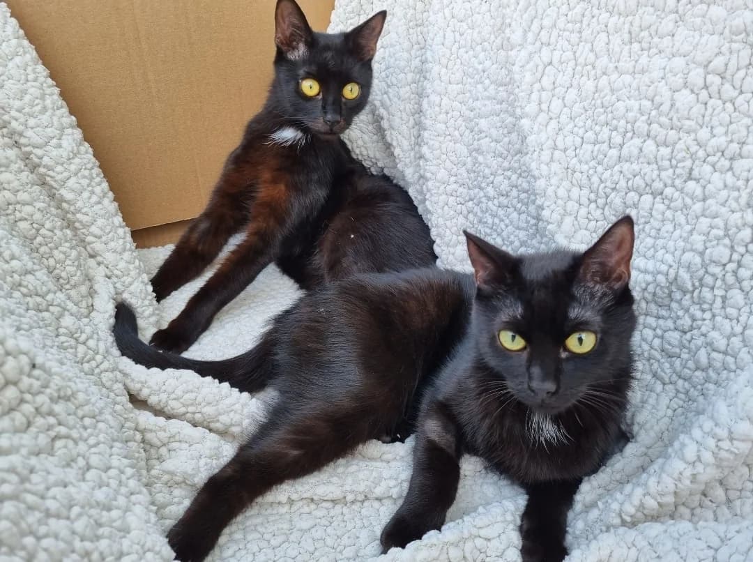 Pontus & Pluto – Pflegestelle gesucht!, black Mixed Breed for adoption at Tierheim Halle, Halle