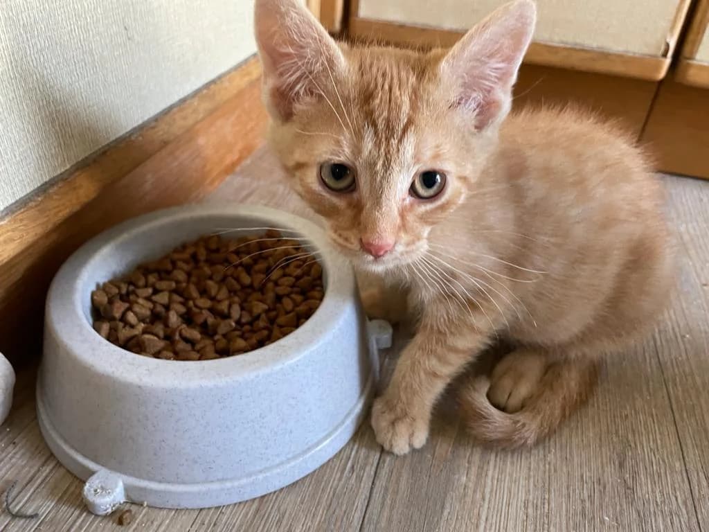 SΓΌΓe Katzenbabys, male Mixed Breed for adoption at Tierschutzverein Wolfsburg