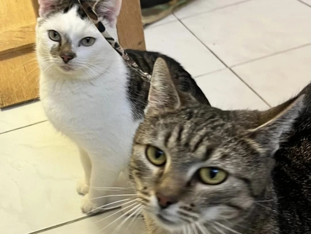 Till & Tinka- Pflegestelle gesucht!, white Domestic Shorthair for adoption at Tierheim Halle, Halle