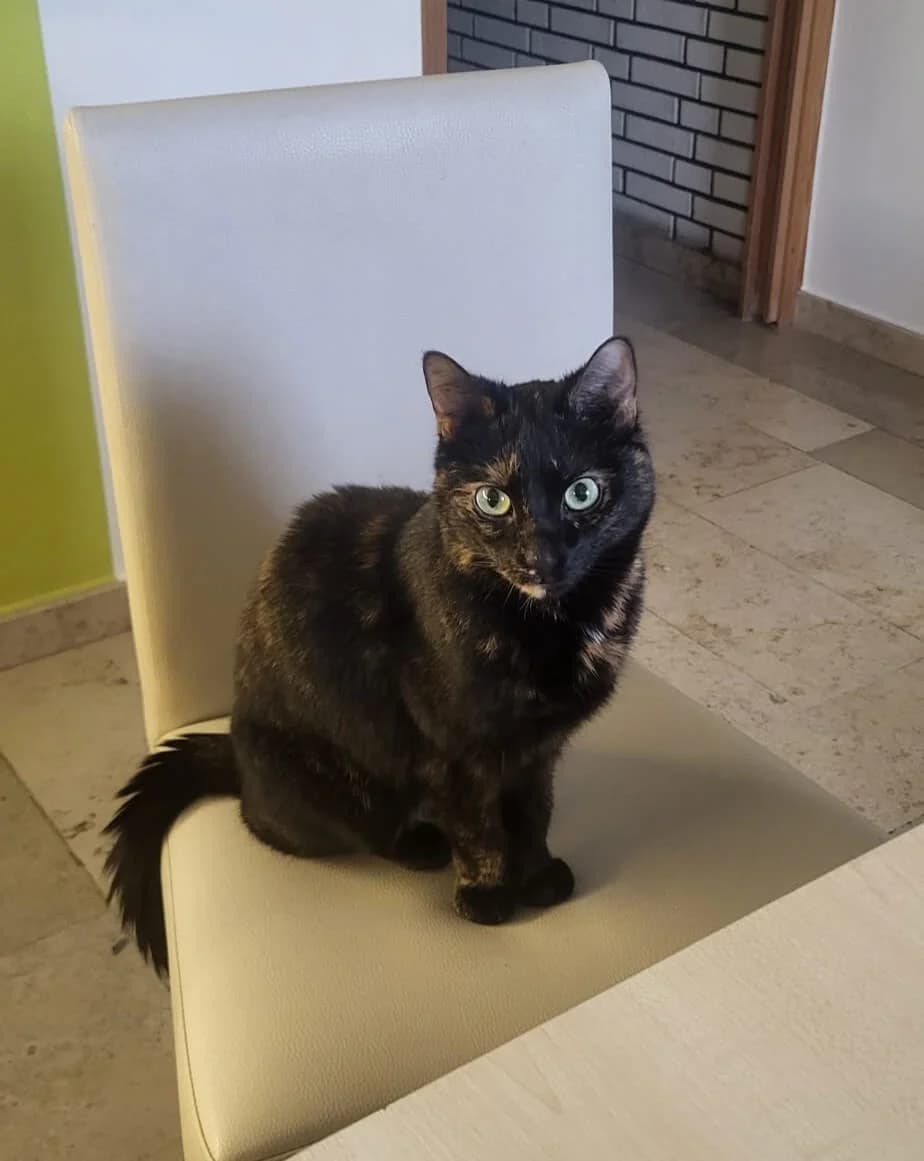 Vanilla sucht ein neues Zuhause