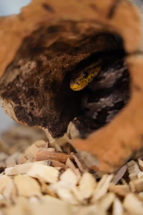 Preben, female Mixed Breed for adoption at Dyrenes Beskyttelse, Copenhagen