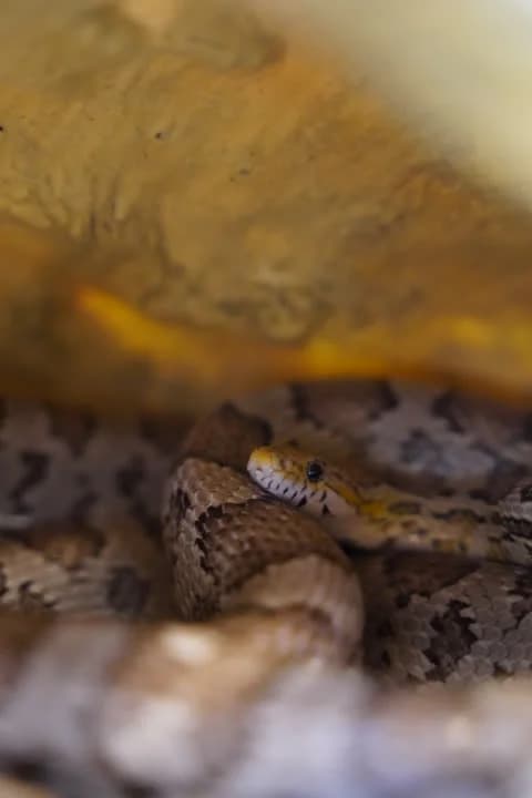 Sussi, male Mixed Breed for adoption at Dyrenes Beskyttelse, Copenhagen