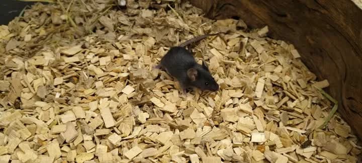 Olivia, female mixed breed for adoption at Dyrenes Beskyttelse, Copenhagen