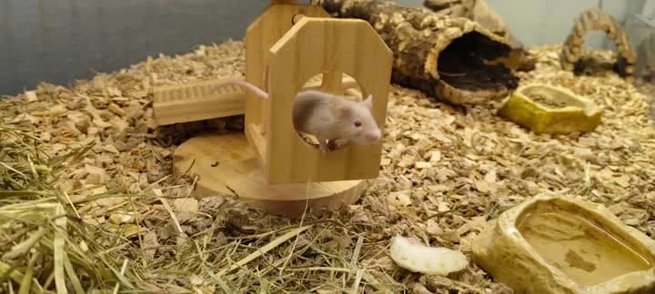 Watson, female mixed breed for adoption at Dyrenes Beskyttelse, Copenhagen