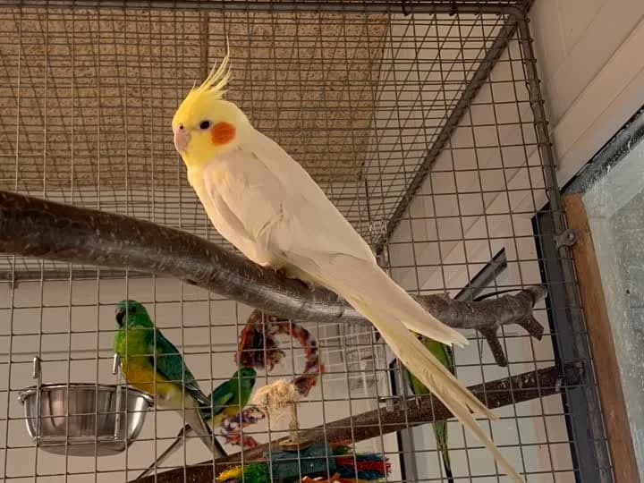 Nymfert, male mixed breed for adoption at Dyrenes Beskyttelse, Copenhagen