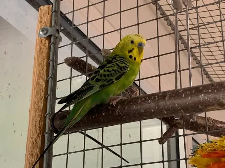 Fjerris, male mixed breed for adoption at Dyrenes Beskyttelse, Copenhagen