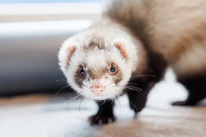 Lunte, male Mixed Breed for adoption at Dyrenes Beskyttelse, Copenhagen