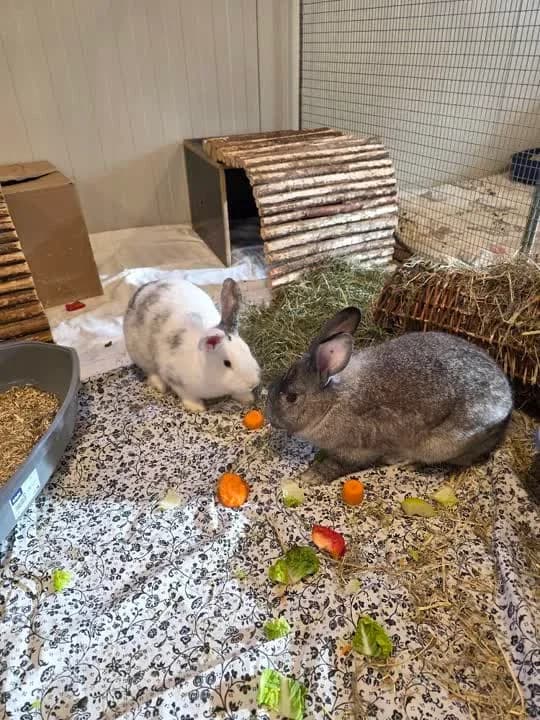 Hips, female Mixed Breed for adoption at Dyrenes Beskyttelse, Copenhagen