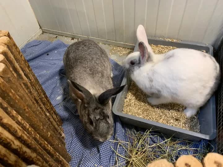 Haps, female Mixed Breed for adoption at Dyrenes Beskyttelse, Copenhagen