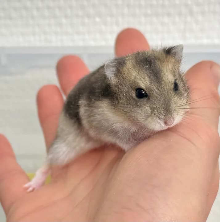 Kims, female mixed breed for adoption at Dyrenes Beskyttelse, Copenhagen