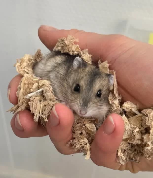 Knas, female mixed breed for adoption at Dyrenes Beskyttelse, Copenhagen