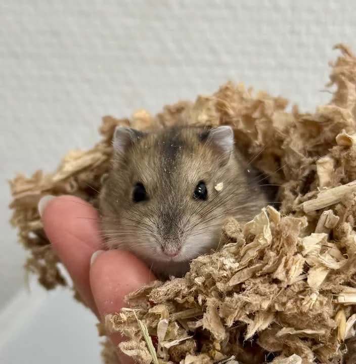 Kimmy, female mixed breed for adoption at Dyrenes Beskyttelse, Copenhagen