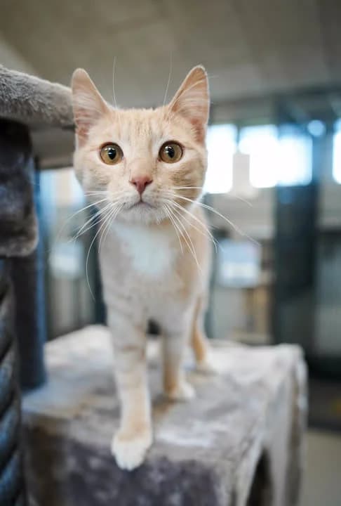 Enki, male mixed breed for adoption at Dyrenes Beskyttelse, Copenhagen