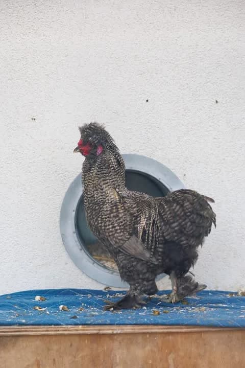 Rocky, male mixed breed for adoption at Dyrenes Beskyttelse, Copenhagen