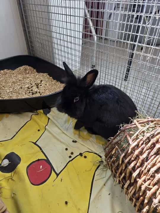 Bodil, female mixed breed for adoption at Dyrenes Beskyttelse, Copenhagen