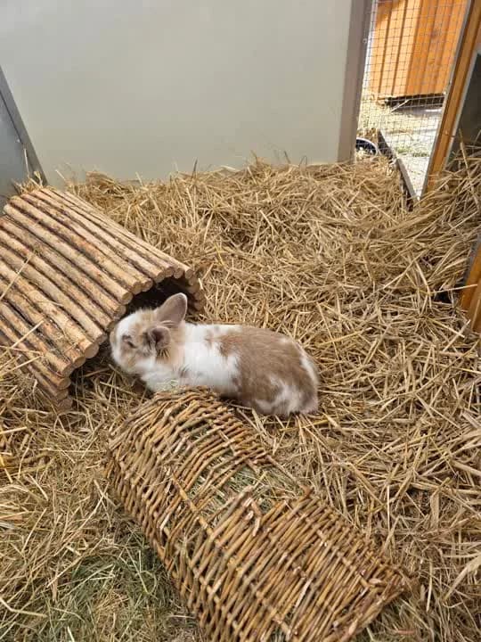 Hulk, male mixed breed for adoption at Dyrenes Beskyttelse, Copenhagen