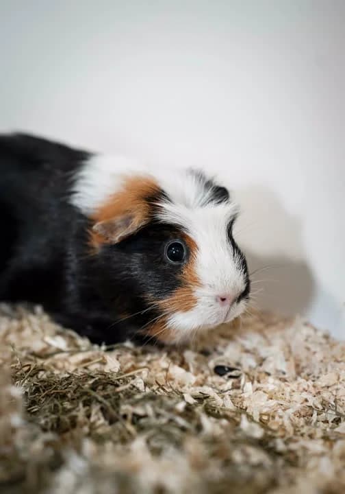 Fnuller, female Mixed Breed for adoption at Dyrenes Beskyttelse, Copenhagen