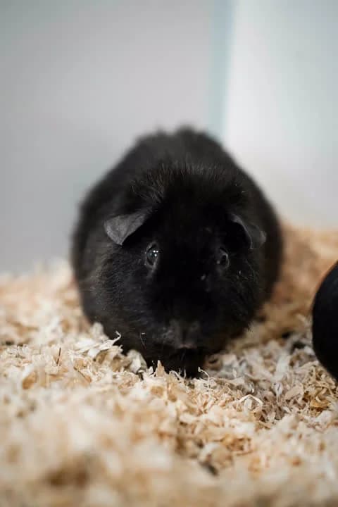 Mumle, female Mixed Breed for adoption at Dyrenes Beskyttelse, Copenhagen