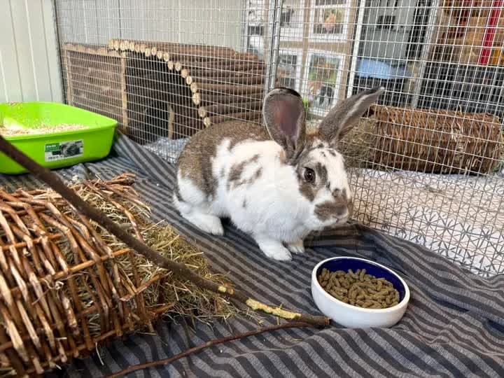 Milton, male mixed breed for adoption at Dyrenes Beskyttelse, Copenhagen