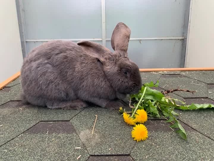 Peggy, female mixed breed for adoption at Dyrenes Beskyttelse, Copenhagen