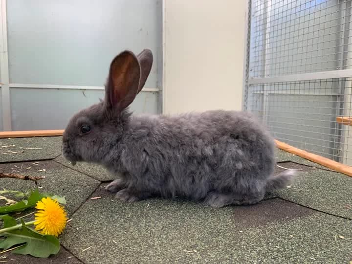 Percy, male mixed breed for adoption at Dyrenes Beskyttelse, Copenhagen