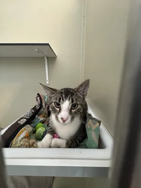 Lucky, male mixed breed for adoption at Dyrenes Beskyttelse, Copenhagen